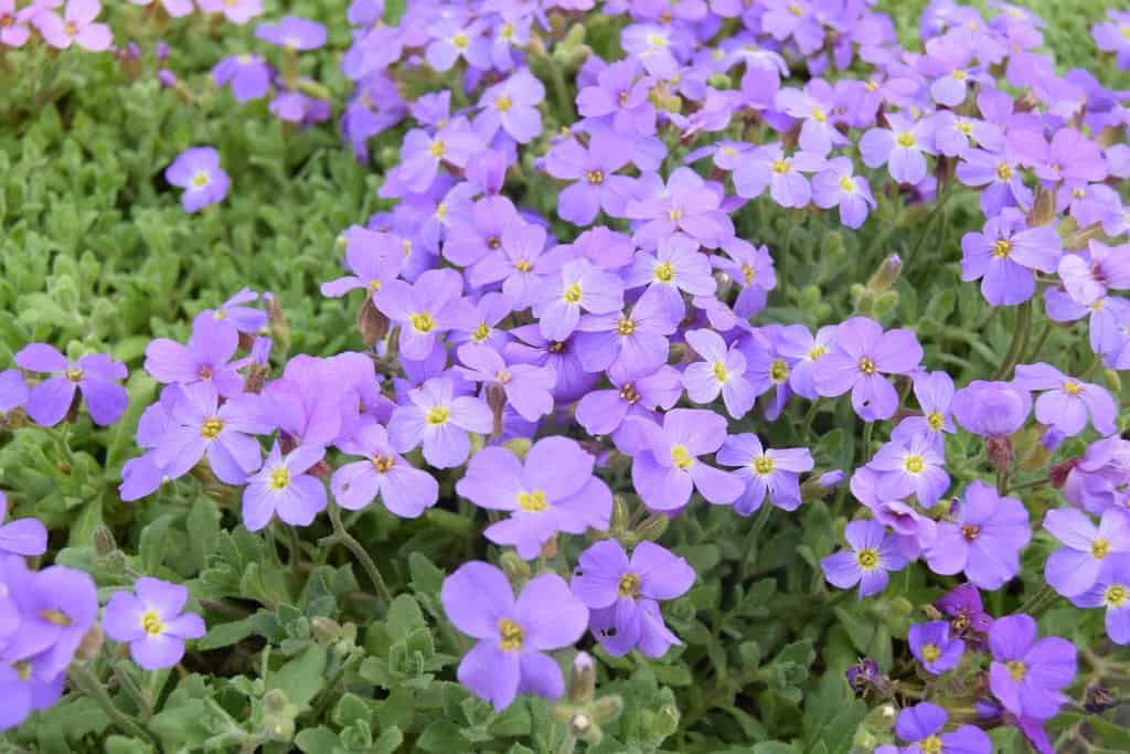 Aubrieta 'Blue Cascade' ---